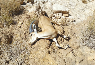 פגר יעל, אחרי הזיהום בנחל אשלים (צילום: מארק כץ, רשות הטבע והגנים)