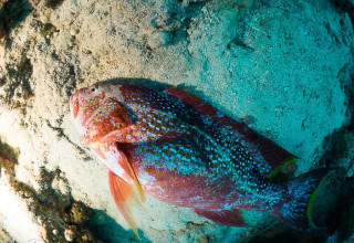 דג מת במפרץ אילת (צילום:  יואב לינדמן, המכון הבינאוניברסיטאי למדעי הים באילת)