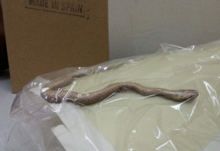 הנחש שנלכד במרפאה בבאר שבע (צילום:  מיכל דיין)