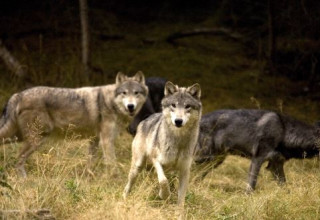 זאבים (צילום: ingimage ASAP)