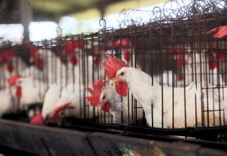 לול תרנגולות, ללולים בתמונה אין קשר לנאמר בכתבה (צילום: יוסי אלוני)