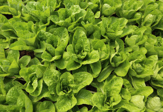 שדה חסה (צילום: יעקב נחומי, פלאש 90)