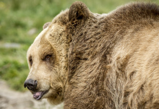 דובים (צילום: ingimage ASAP)