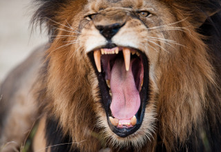 אריות | מעריב