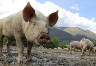 חזירים (צילום: Pixabay)