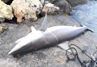 כרישה שנמצאה מתה בחוף אכזיב (צילום:  אוניברסיטת חיפה)