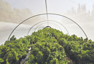 חממת קנאביס (צילום: אביר סולטן, פלאש 90)