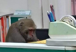 הקוף השקדן (צילום:  רשתות חברתיות)