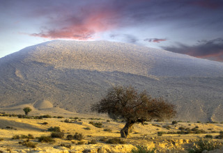 הנגב  (צילום: עזרא צחור)