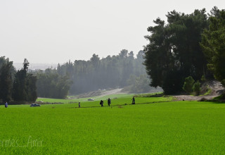 מטיילים על רקע נוף ירוק ביער בן שמן (צילום: הרמס אמיר, קק"ל)