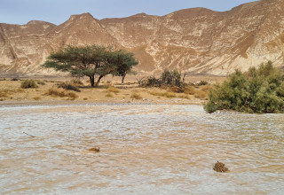 שיטפון בנחל פארן  (צילום: אלעזר ושירה פויכטונגר)