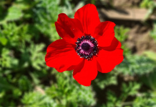 הפריחה האדומה בנגב (צילום: באדיבות מטרונגב)
