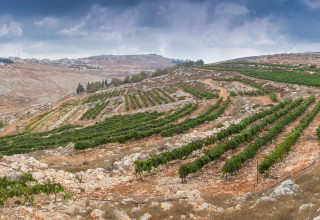 כרמי יקב הר ברכה, השומרון (צילום: דרור קליש)