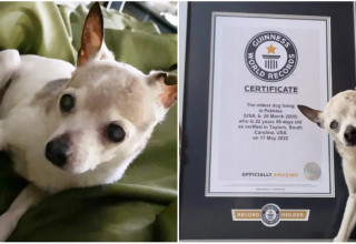 פבלס הכלבה הזקנה ביותר בעולם (צילום:  Guinness World Records)