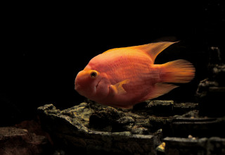 דגים בהירים, צבעוניים ובעלי גוף עגול כמו דג התוכי (צילום:  אינג'אימג')
