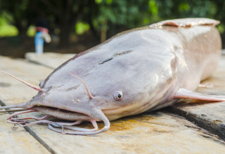 אוצר בלתי צפוי נמצא בבטנו של דג שפמנון אומלל (צילום:  אינג'אימג')