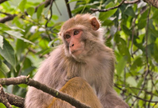 עובר אבולוציה בקצב גבוה בהרבה משחשבנו. מקוק רזוס (צילום: Timothy Gonsalves, CC BY-SA)