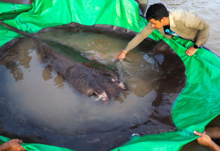 טריגון - חתול הים הגדול ביותר בעולם שחי במים מתוקים (צילום:  רויטרס)