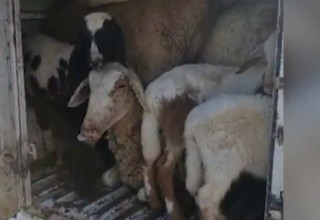11 הכבשים בתא מטענו של הרכב הנעצר (צילום:  דוברות המשטרה)