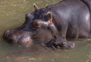 היפופוטמים, אילוסטרציה (צילום:  REUTERS/Marko Djurica)