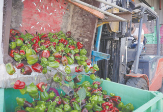 מיון מזון בלקט ישראל (צילום: עדי הוברמן)