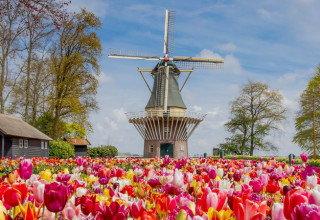 פארק Keukenhof בהולנד (צילום: צילום מסך אינסטגרם)
