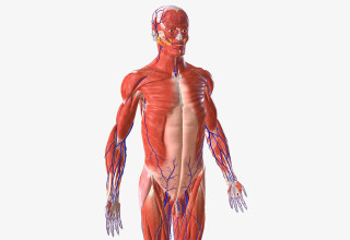 גוף האדם, אילוסטרציה (צילום: אינגאימג')