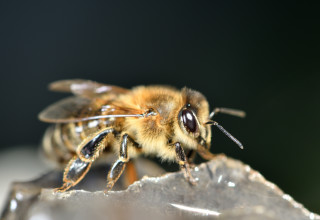 כך זה נראה כשדבורה עוקצת אדם (צילום: אינג'אימג')