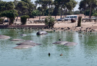 החיות בספארי ברמת גן נמלטות מהחום  (צילום: אבשלום ששוני)