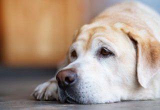 כלב, אילוסטרציה (צילום: אינג'אימג')