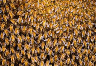 דבורים (צילום:  ISS)