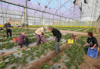 חקלאים בעוטף  (צילום: מרק ישראל סלם)