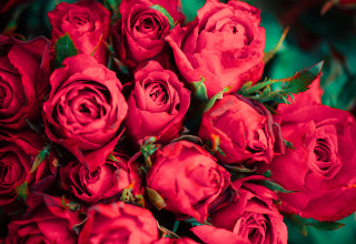 ורדים (צילום:  אינג'אימג')