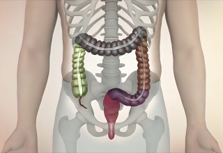 המעי הגס (צילום: אינג אימג')