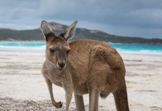 קנגורו על החוף של לאקי ביי, אוסטרליה (צילום: אינגאימג')