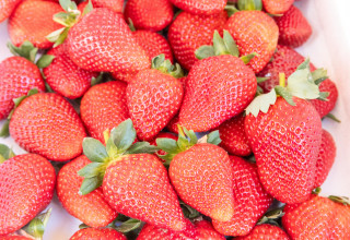 תותים (צילום: יוסי אלוני, פלאש 90)