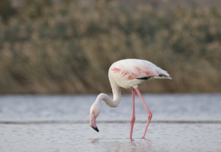 פלמינגו בפארק הצפרות באילת (צילום: נועם וייס, החברה להגנת הטבע)
