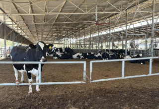 הפרות שבו לביתן בכיסופים (צילום: קיבוץ כיסופים)