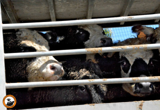 פרות במשלוחים חיים (צילום: ארגון ישראל נגד משלוחים חיים)