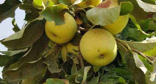 תפוחים שנפגעו מהחום הכבד ברמת הגולן (צילום: מגדל פירות מרמת הגולן)