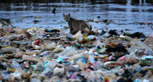 אשפת פלסטיק מציפה את הים (צילום: רויטרס)