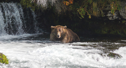 הדוב השמן ביותר באלסקה (צילום: Katmai National Park and Preserve)
