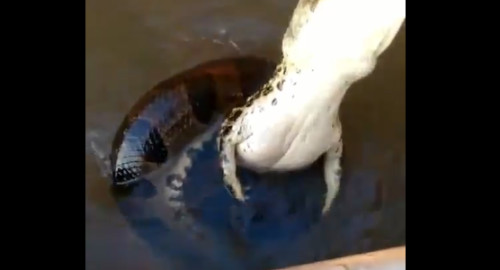 התנין והנחש שנשלפו מהמים (צילום: צילום מסך אינסטגרם)