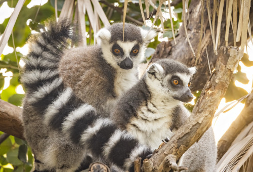 מקלט הקופים ביער בן שמן (צילום: דפנה בן נון)