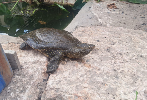 סכנת הכחדה - צבים רכים (צילום:  ארז ארליכמן, רשות הטבע והגנים)