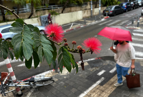 מטריה, גשם, חורף (צילום: אבשלום ששוני)