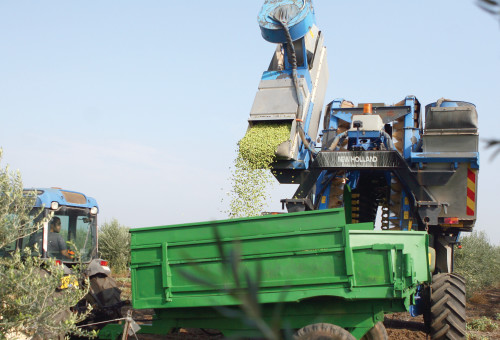 תיירות שמן זית (צילום: באדיבות משק הילמן)