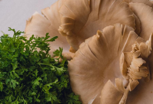 תלפיות - מרק קרם פטריות בתוך פחזנייה (צילום: משה לוין)