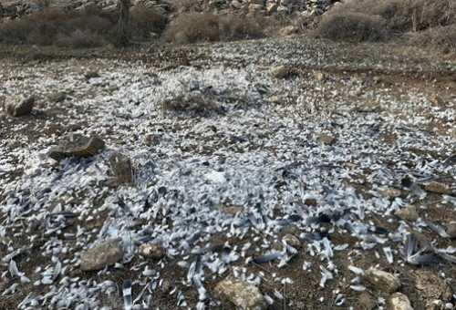 ערמות הנוצות שנותרו לאחר הרג יוני הבר (צילום: ענבר שניצר)