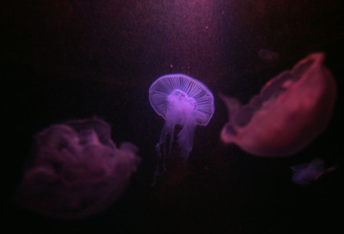 סכנה במים. מדוזות קטלניות במזרח הרחוק  (צילום: אנה קפלן, פלאש 90)